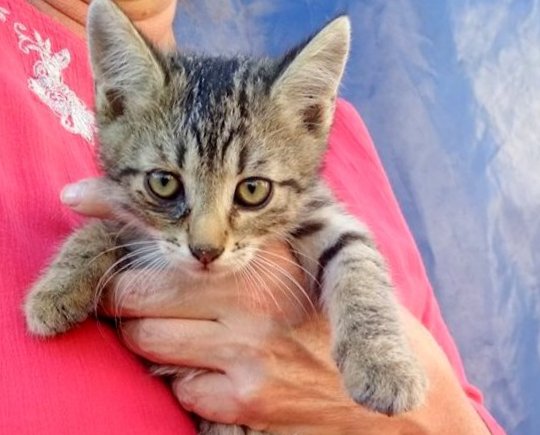 BILLY (3 měs.) BILLY (3 měs.)