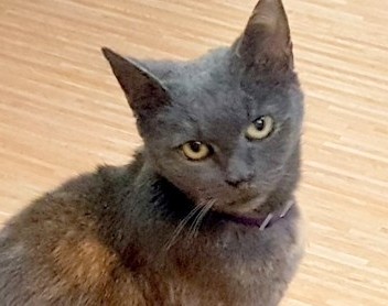 ABYLIN (12 let) ABYLIN (12 let)