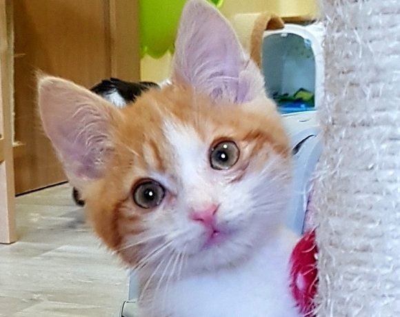 LEOŠEK (3 měs.) LEOŠEK (3 měs.)
