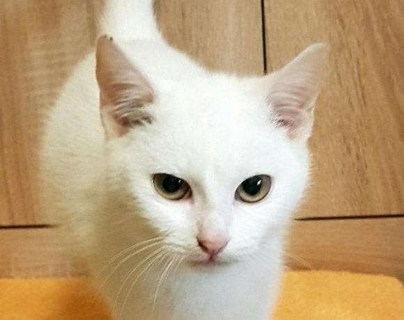 BIANCA (3 měs.) BIANCA (3 měs.)