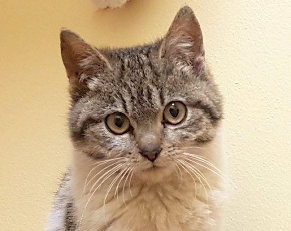 ILONKA (5 měs.) ILONKA (5 měs.)