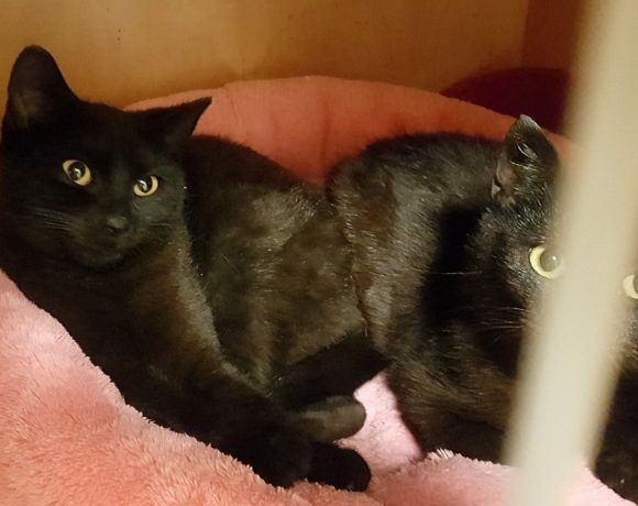 ROMČA & ROMČA (5 měs.) ROMČA & ROMČA (5 měs.)