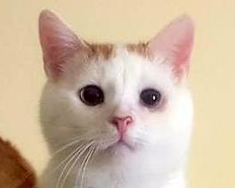 ALBERT (2 r.) ALBERT (2 r.)