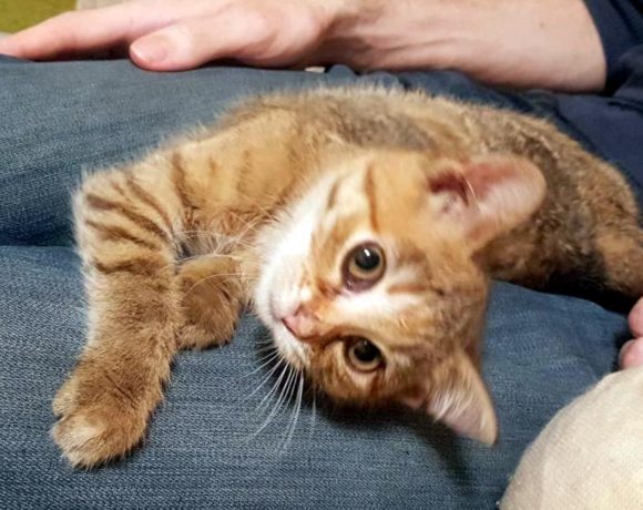 RINKI (8 m.)
