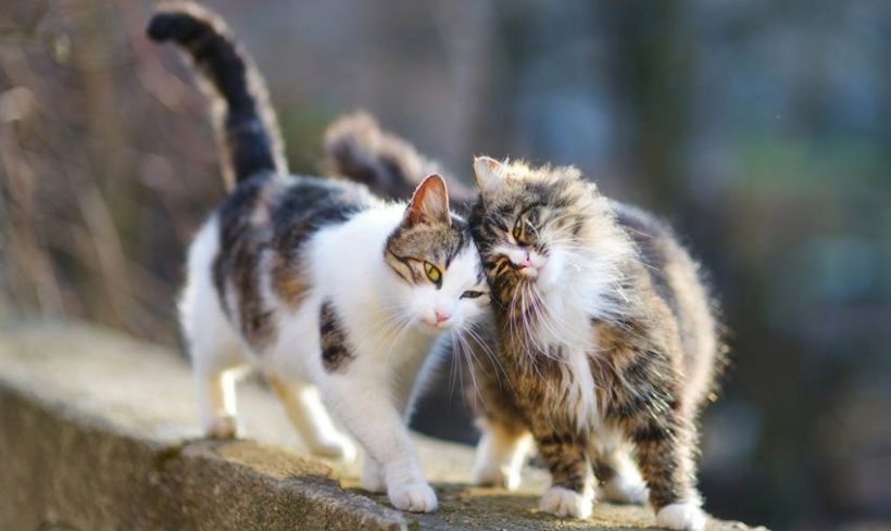 Seznámení dvou koček aneb jak zkamarádit kočky