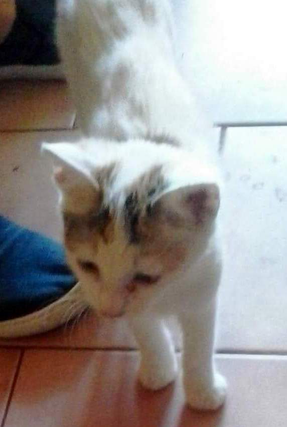 JŮLINKA