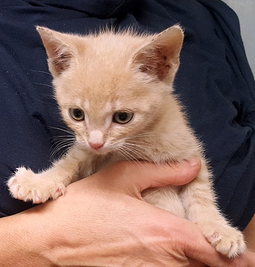 MERLIN