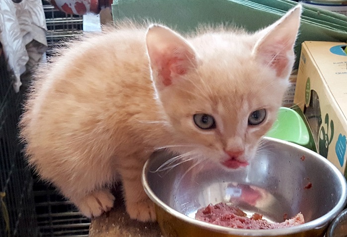 MERLIN