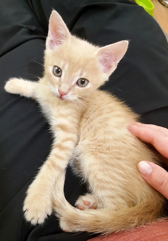 MERLIN