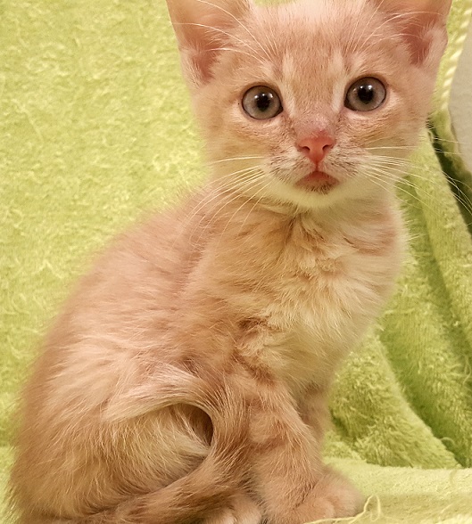 MERLIN