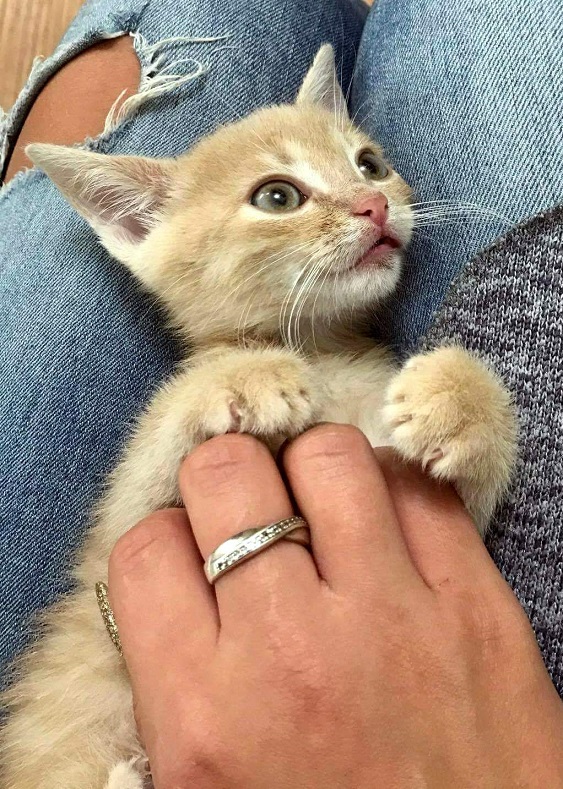 MERLIN