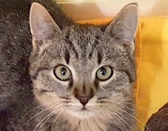 HONZÍK