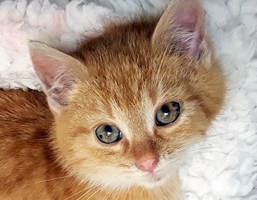 ALVIN