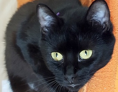 BELLA