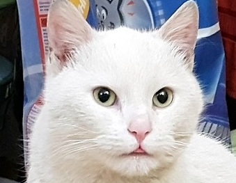 HENRY