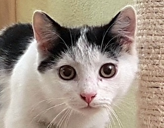 OREO