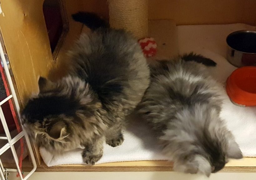 FLUFFY FLUFFY