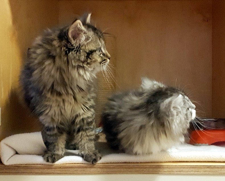 FLUFFY FLUFFY