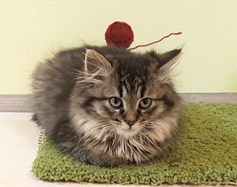 FLUFFY FLUFFY