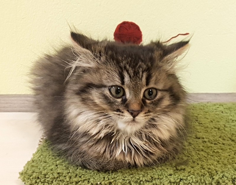 FLUFFY FLUFFY