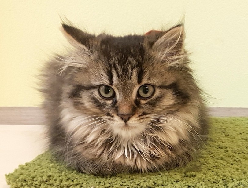 FLUFFY FLUFFY
