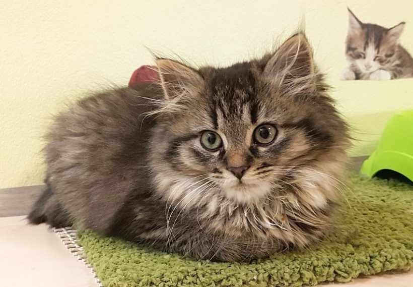 FLUFFY FLUFFY
