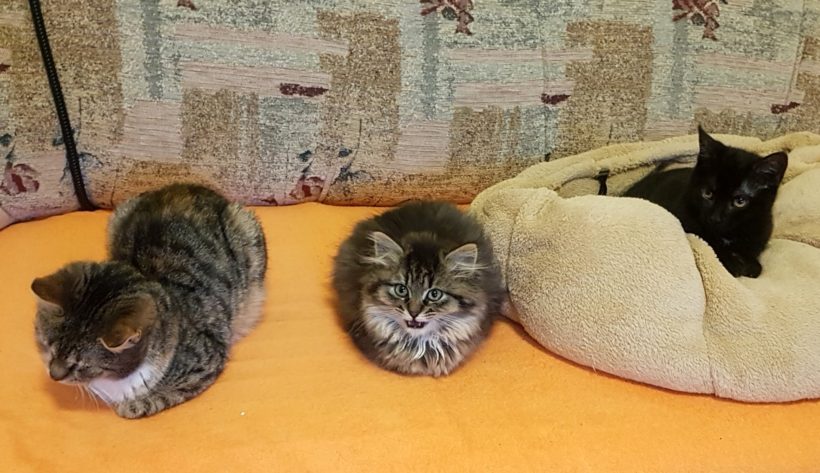 FLUFFY FLUFFY