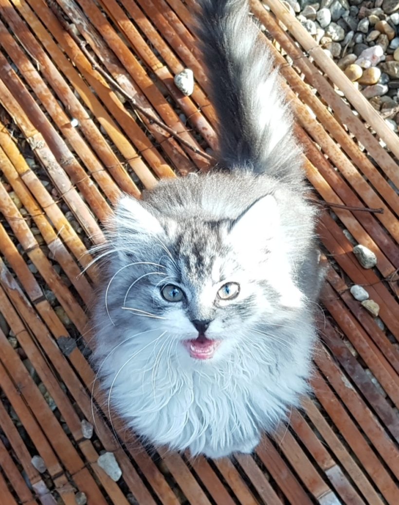 FLUFFYNKA
