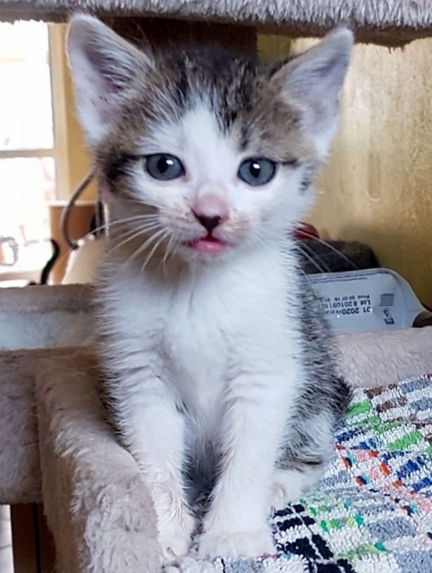 MIŇONKA MIŇONKA