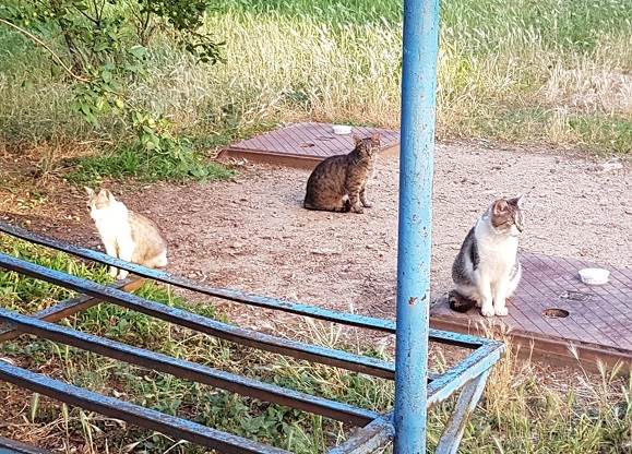 Odchyt a kastrace u hotelu Voroněž