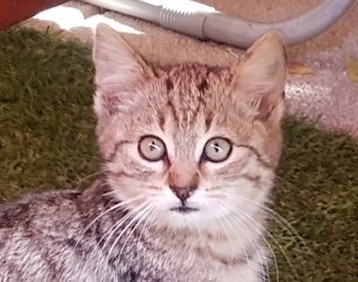ROMI