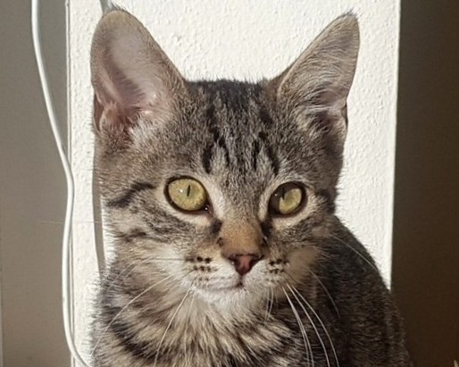 VAŠÍK VAŠÍK