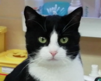 FELIX