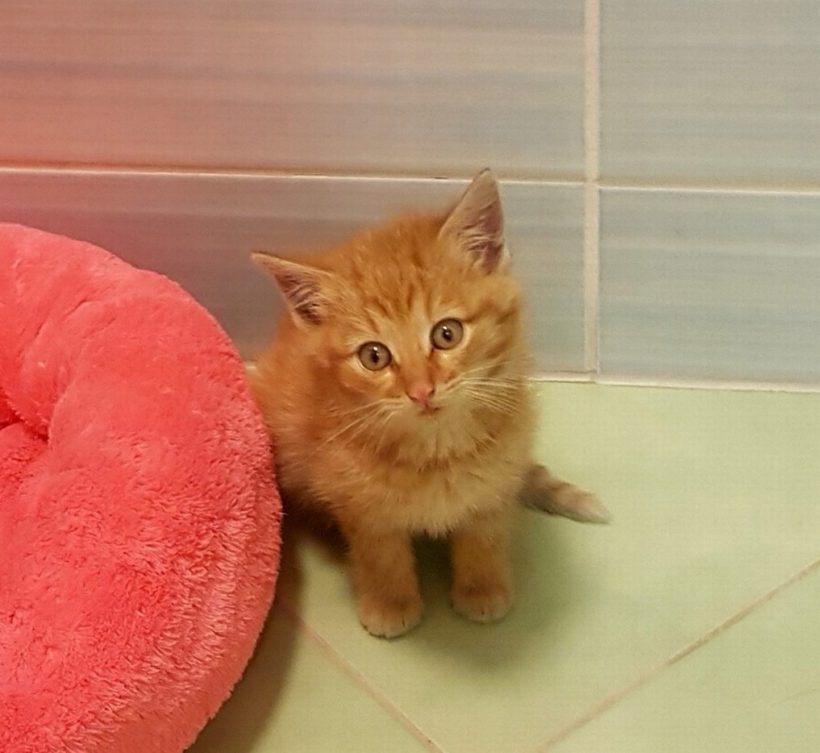 GINGER GINGER