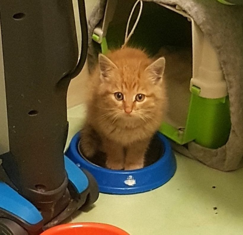 GINGER GINGER