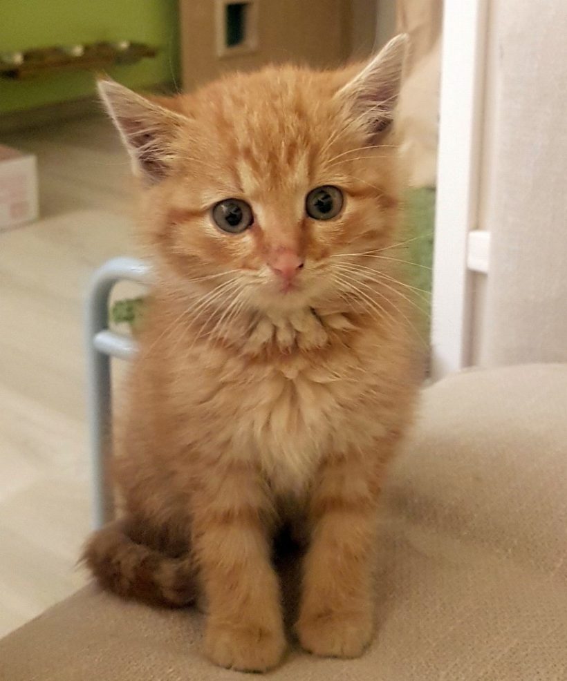 GINGER GINGER