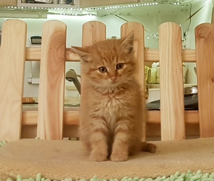 GINGER GINGER