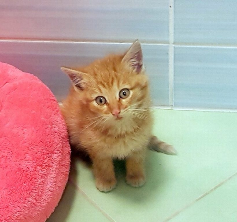 GINGER GINGER