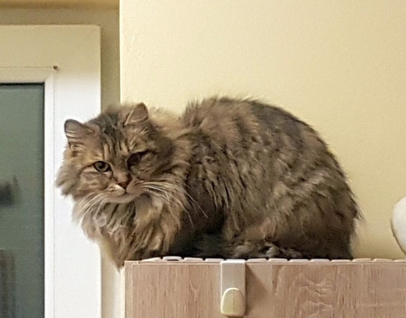 SELMA
