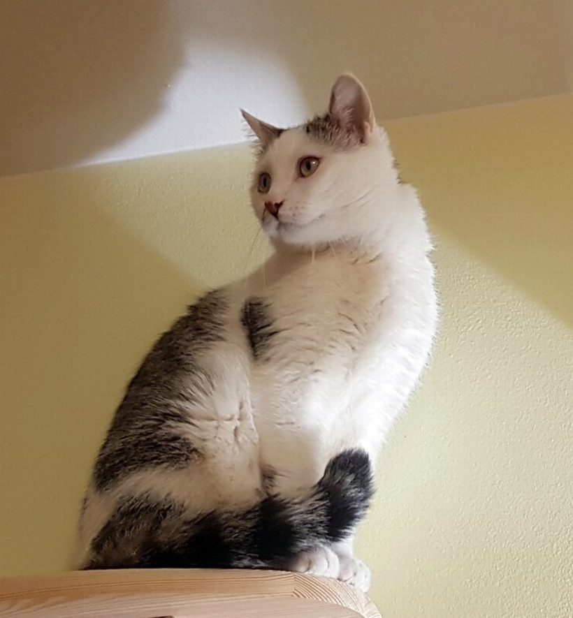 MIKI MIKI