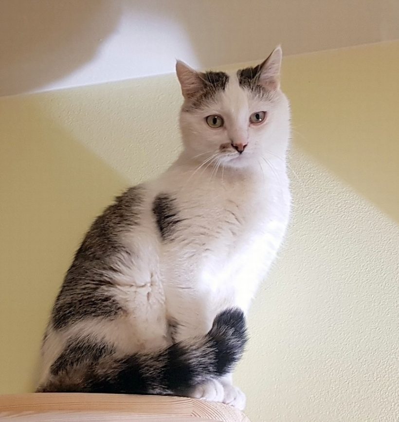 MIKI MIKI