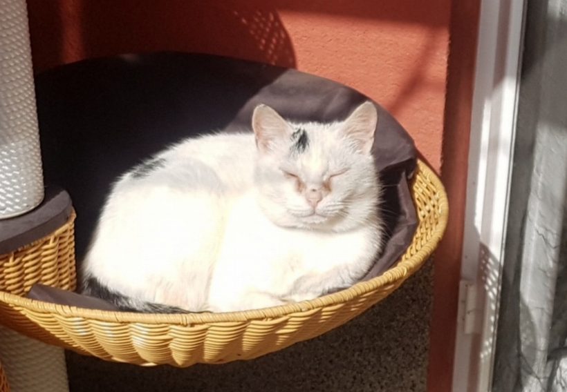 ELVÍRA