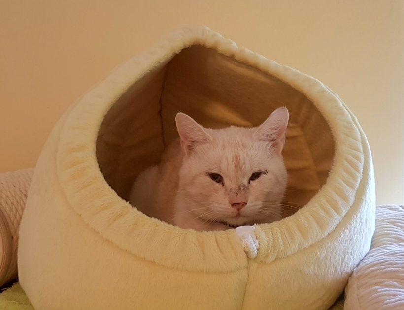 PÉŤA