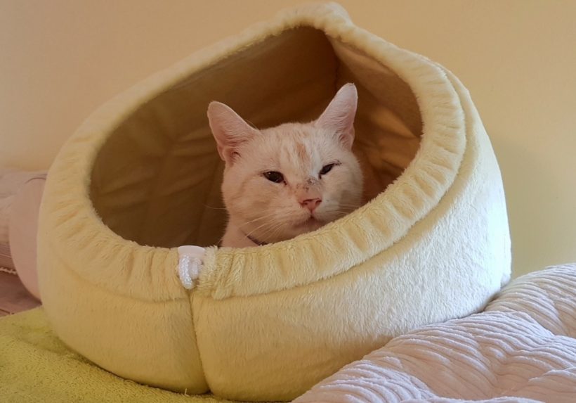 PÉŤA