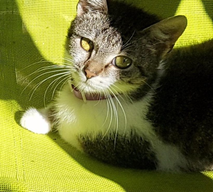 LOLA