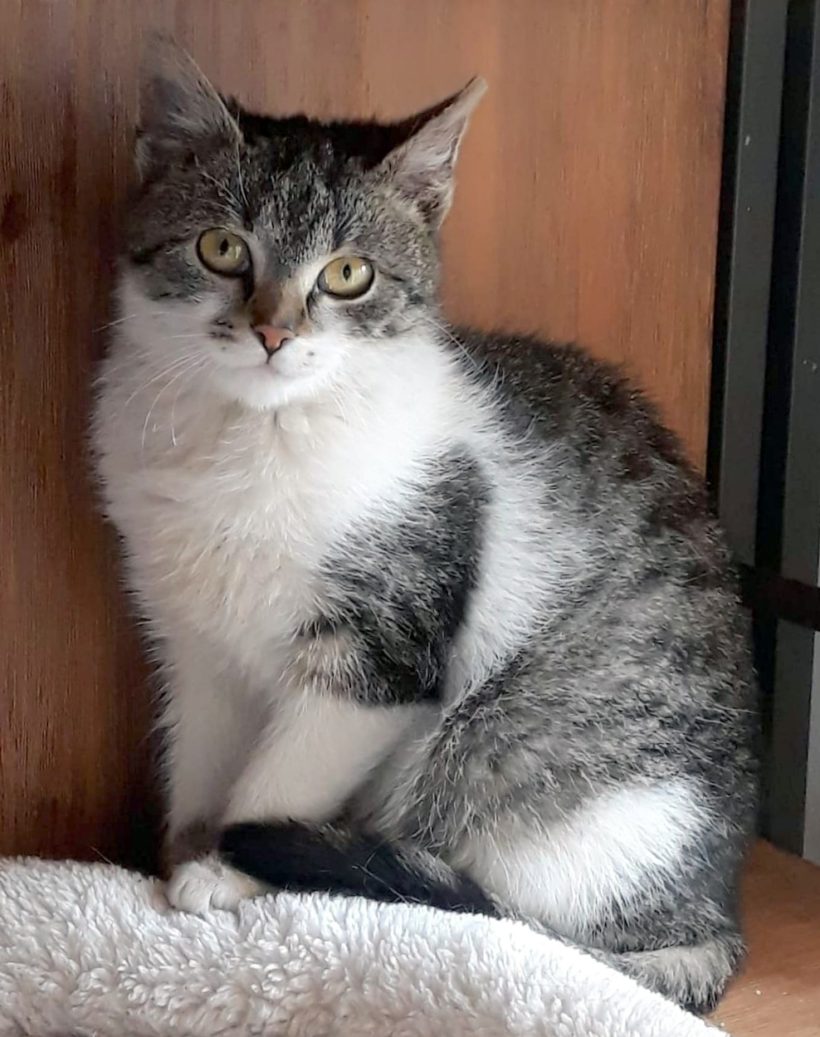 LOLA
