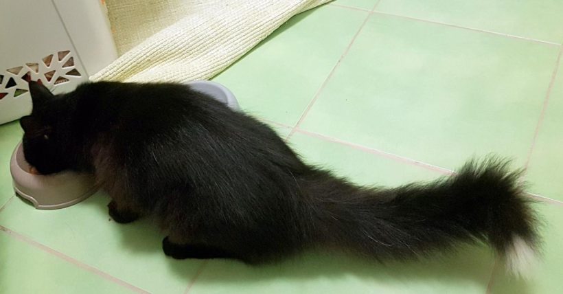 SKUNK