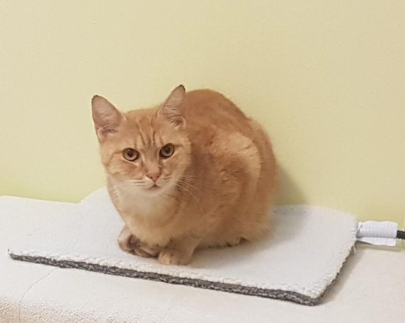 GLUM