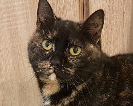 TULA