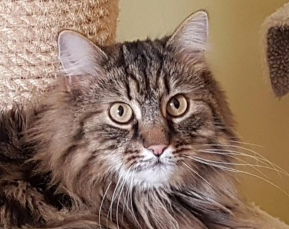 MICAH